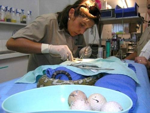 Самые удивительные операции на животных