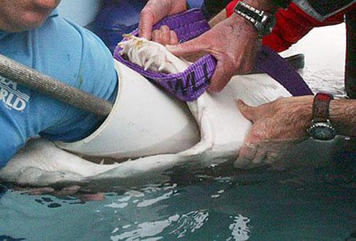 Самые удивительные операции на животных