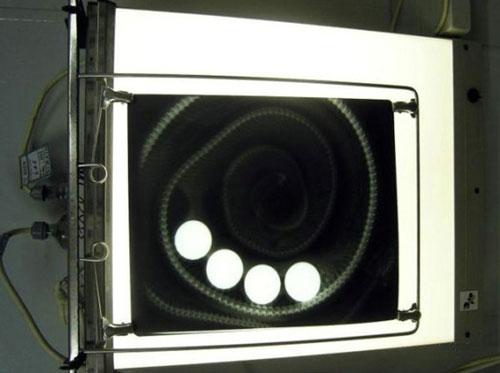 Самые удивительные операции на животных