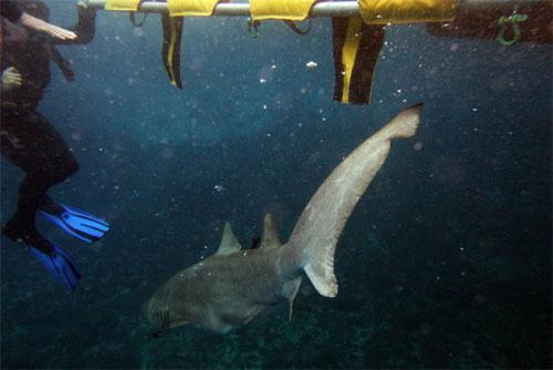 Самые удивительные операции на животных