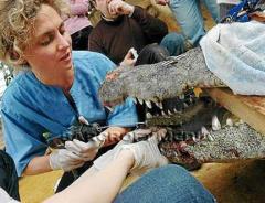 Самые удивительные операции на животных