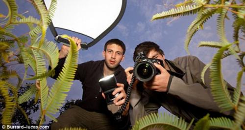 В Африке в кадр попал розовый гиппопотам…