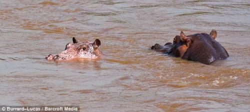 В Африке в кадр попал розовый гиппопотам…