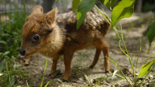 10 самых маленьких животных в своём виде