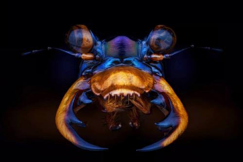 Финалисты конкурса Sony World Photography Awards 2020