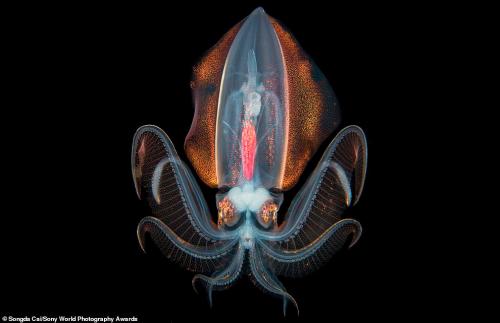 Финалисты конкурса Sony World Photography Awards 2020