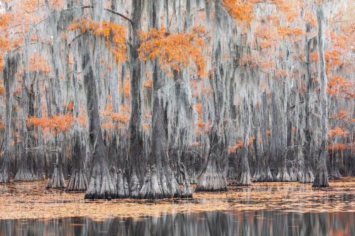 Финалисты конкурса Sony World Photography Awards 2020