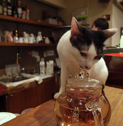 Самые необычные «кошачьи» кафе из разных стран мира
