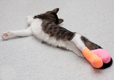 Котенку с ногами задом-наперед сделали операцию