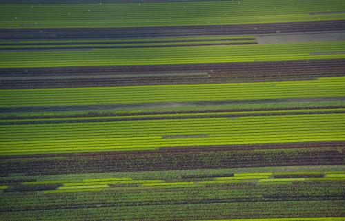 Фотограф Джейсон Хоукс  видит птичьими глазами