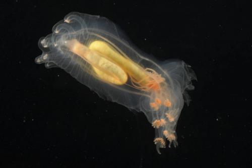 Биологи открыли новые виды морских существ