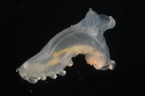 Биологи открыли новые виды морских существ