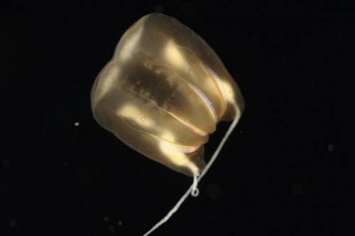 Биологи открыли новые виды морских существ