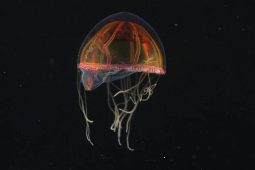 Биологи открыли новые виды морских существ