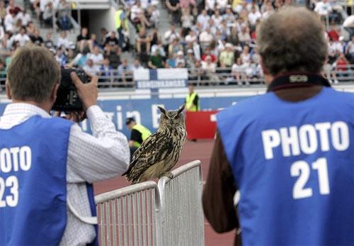 Футбольный матч посетил филин