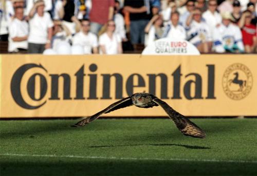 Футбольный матч посетил филин