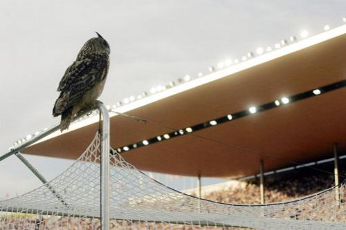 Футбольный матч посетил филин