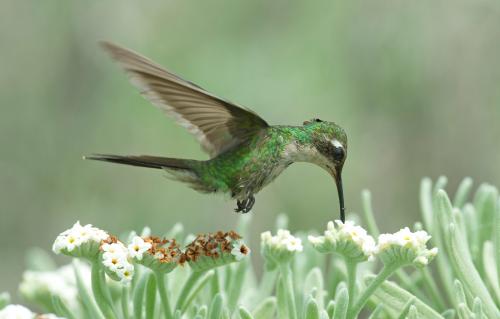 27 самых интересных научных фотографий 2016 года