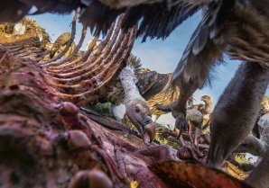 27 самых интересных научных фотографий 2016 года