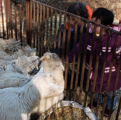 В Китае детей приглашают принять участие в расправе над животными