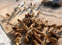 В Китае детей приглашают принять участие в расправе над животными