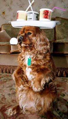 Собака-жонглер родом из Англии