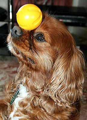 Собака-жонглер родом из Англии