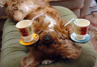 Собака-жонглер родом из Англии