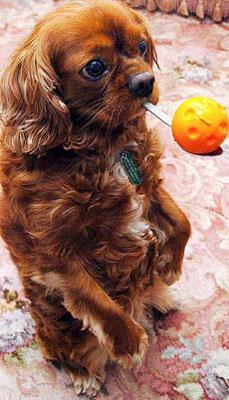 Собака-жонглер родом из Англии