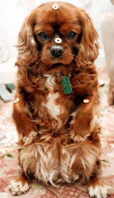 Собака-жонглер родом из Англии