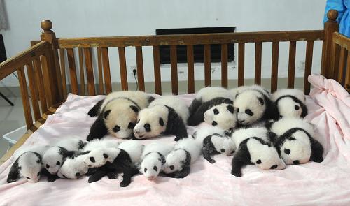 Сразу 14 маленьких панд показали в Китае