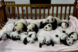 Сразу 14 маленьких панд показали в Китае