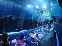 14 самых больших и удивительных аквариумов мира