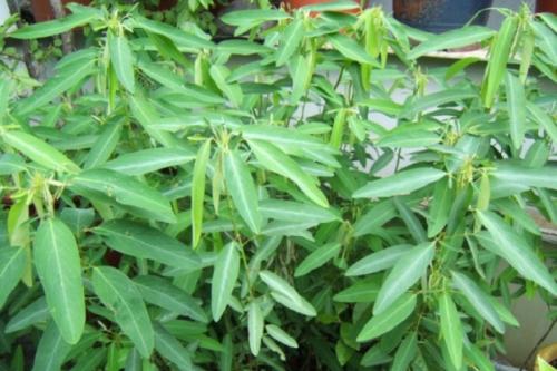 Поразительные странности природы