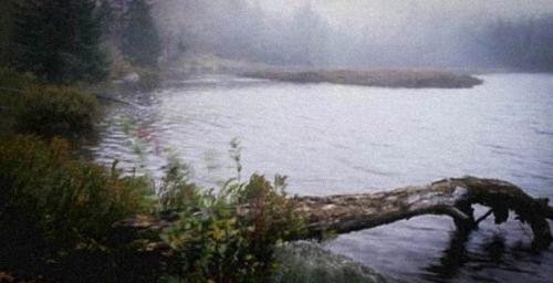 Семь самых страшных лесов планеты