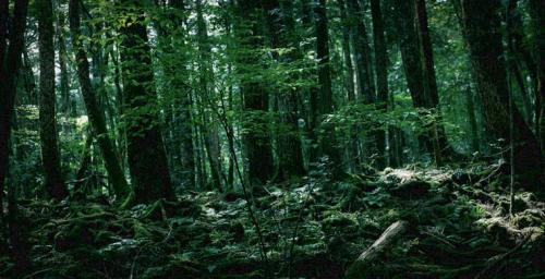 Семь самых страшных лесов планеты