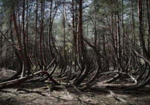 Семь самых страшных лесов планеты