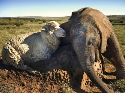 Необычная дружба в мире животных