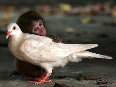 Необычная дружба в мире животных