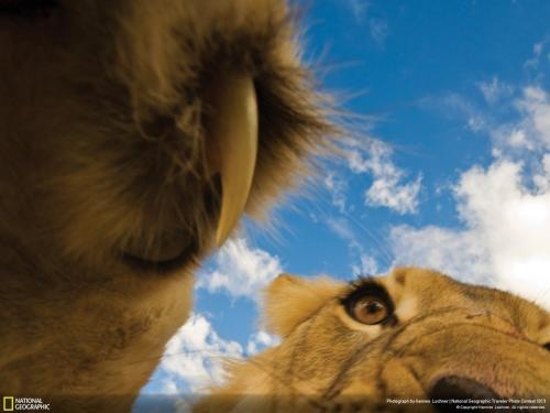 35 лучших фото животных от National Geographic Traveler
