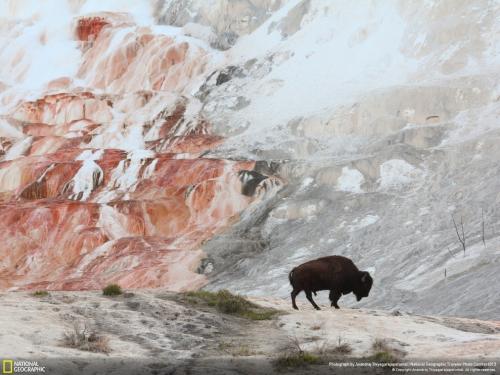35 лучших фото животных от National Geographic Traveler