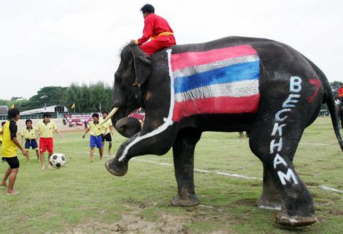 Матч между слонами и людьми