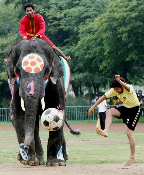 Матч между слонами и людьми