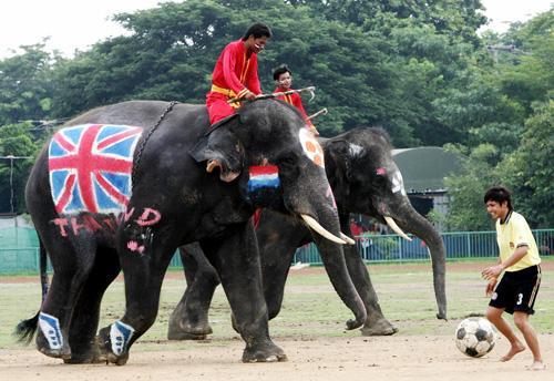 Матч между слонами и людьми
