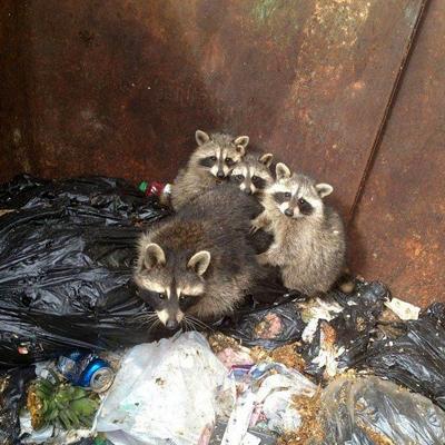 Семейство енотов обнаружили в мусорном баке