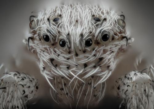 Победители конкурса микрофотографии Nikon Small World 2019