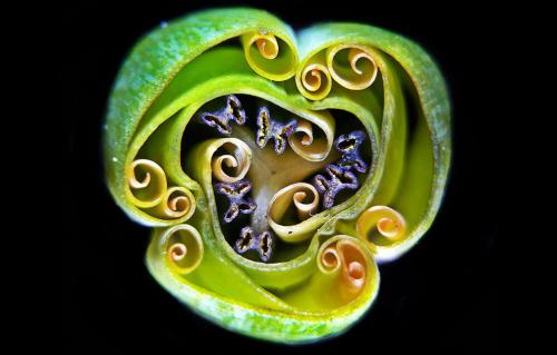 Победители конкурса микрофотографии Nikon Small World 2019