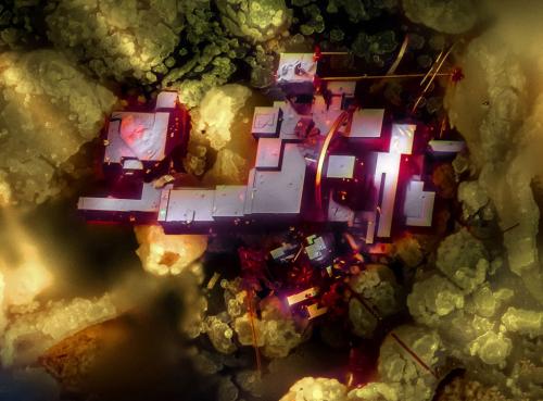 Победители конкурса микрофотографии Nikon Small World 2019