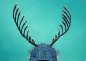 Победители конкурса микрофотографии Nikon Small World 2019