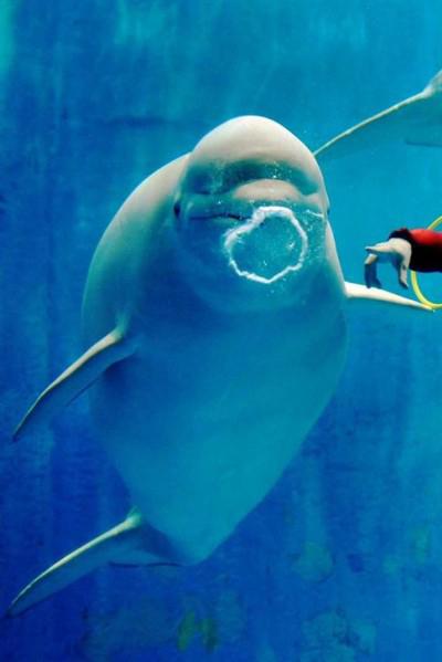Белуха, пускающая пузыри, веселит туристов